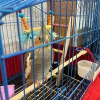 یه جفت عروس هلندی میخوام بالغ