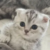 گربه خانگی اصیل