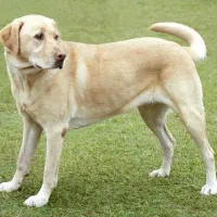 یه سگ رسمی دارم برای نگهبانی