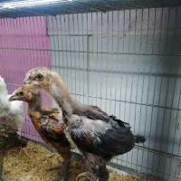 جوجه لاری 2 ماهه|حیوانات مزرعه|ساری, |دیوار