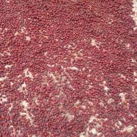 میوه گل نسترن (گیلدیگ)|خوردنی و آشامیدنی|تهران, افسریه جنوبی|دیوار