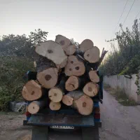 خرید درخت بالاترین قیمت روز باغ و باغچه وحیاط