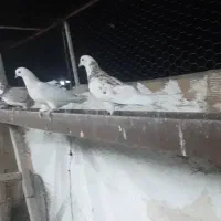 کبوتر گمشده