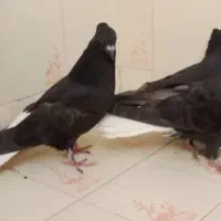 جوجه زاغ دم سفید|پرنده|مشهد, ایثار|دیوار