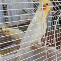 یک جفت عروس هلندی