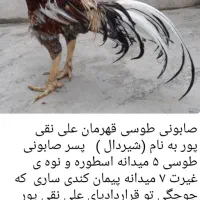 خروس‌لاری|حیوانات مزرعه|رباط‌کریم, رباط‌کریم|دیوار