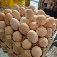 تخم مرغ محلی
