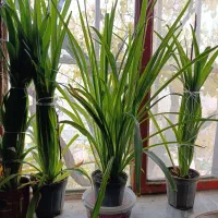 گل گندمی زیبا