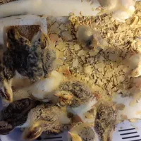 جوجه بلدرچین|حیوانات مزرعه|آزادشهر, |دیوار