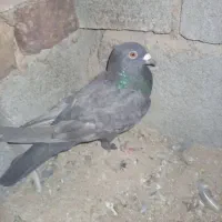 بدرنگ پلاکی