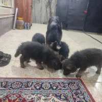 توله ژرمن شپرد اصل کلاس A|سگ|پاکدشت, پاکدشت (مامازند)|دیوار