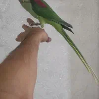 شاه طوطی نر چلوندنی آرام دستی|پرنده|قرچک, زیبا شهر|دیوار