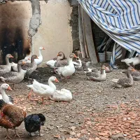 فروش عمده غاز اردک خارجی