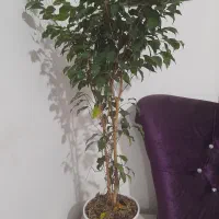 گل بنجامین طبیعی