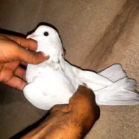 کفتر پرشی
