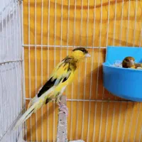 جفت قناری سوپربلندباتخم