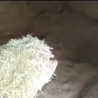 کاه گندم دیم