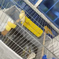 یک جفت قناری نرو ماده