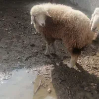 بره ماده|حیوانات مزرعه|اسفراین, |دیوار