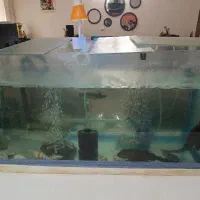 آکواریوم ماهی