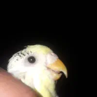 مرغ عشق کاشانی بالغ|پرنده|زاهدان, |دیوار