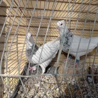 طوقی همه رنگ|پرنده|پیر بکران, |دیوار