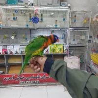 پرنده دستی سخنگو|پرنده|شیراز, شهرک پرواز|دیوار