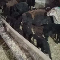 میش زایده|حیوانات مزرعه|نصر آباد, |دیوار