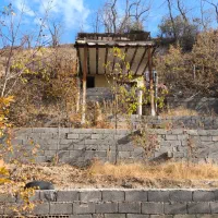 باغچه جنگلی