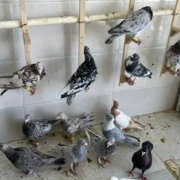 کبوتر یا کفتر سرور قزوینی|پرنده|شیراز, کوشک میدان|دیوار