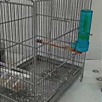 سهره چهار گل قفس|پرنده|مشهد, سراب|دیوار