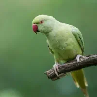 طوطی ملنگو معاوضه میکنم با...