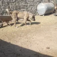 ماده سراب|سگ|یامچی, |دیوار