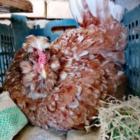 تخم نطفه دار گلین ریشی و چهل تاج|حیوانات مزرعه|بهبهان, |دیوار