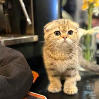 اسکاتیش گلد ماربل و گلد ۱۱|گربه|لاهیجان, شیشه گران|دیوار