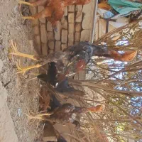 مرغ و خروس لاری|حیوانات مزرعه|بومهن, |دیوار