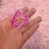 گلاب دو آتیشه گلاب اصل گلاب شهرکرد غنچه گلاب|خوردنی و آشامیدنی|اصفهان, شفق|دیوار