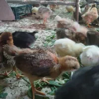 جوجه ی ماهه