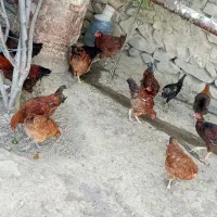 مرغ خروس|حیوانات مزرعه|بجنورد, |دیوار