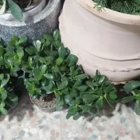 کادو روز مادر گل فیکوس 150|گل و گیاه طبیعی|ایلام, |دیوار