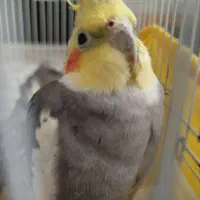 جفت عروس هلندی