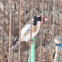 سهره|پرنده|فسا, |دیوار