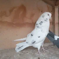 کبوتر پرشی|پرنده|قم, ولیعصر|دیوار