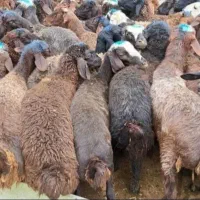 دام چاق گوسفند صحرا چریده مناسب یخچال