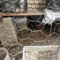 مرغ و خروس|حیوانات مزرعه|رامهرمز, |دیوار