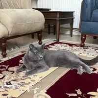 واگذاری گربه راشن بلو نر