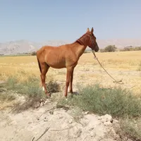 وقت ندارم ازش نگهداری کنم