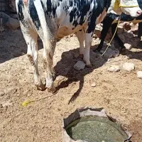 تلیسه فروشی