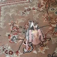 عروس هلندی سرلاکی
