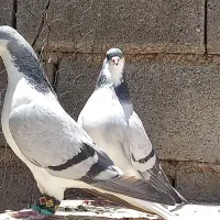 کبوتر|پرنده|فسا, |دیوار